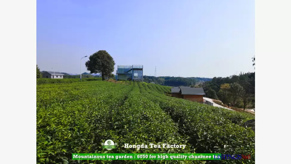 Usine fabricante et exportatrice du thé vert de Chine
